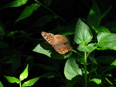 Junonia lemonias aenaria