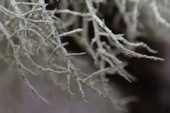 Usnea perplexans