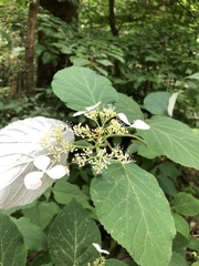 Hydrangea radiata