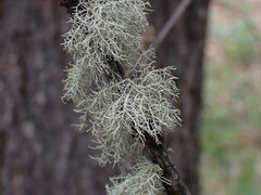 Usnea perplexans