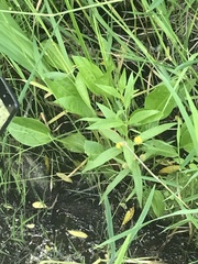 Lysimachia thyrsiflora