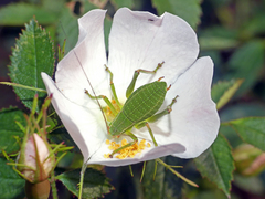 Barbitistes fischeri