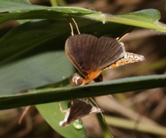 Filodes fulvidorsalis
