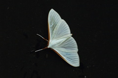 Stemorrhages sericea