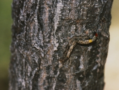 Sphingomorpha chlorea