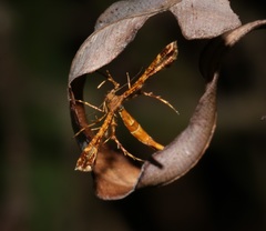 Xyroptila oenophanes