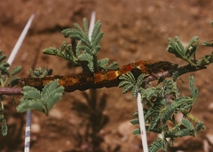 Sphingomorpha chlorea