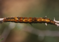 Sphingomorpha chlorea