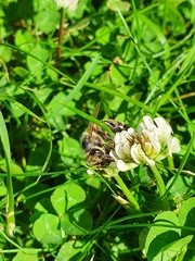 Apis mellifera