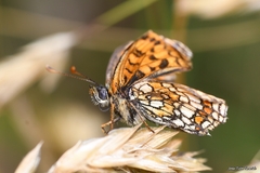 Melitaea parthenoides