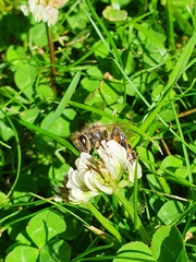 Apis mellifera