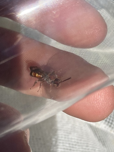 Ruddy Nomad Bee