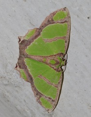 Agathia carissima