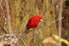 Carpodacus sipahi