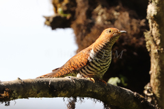 Cuculus poliocephalus