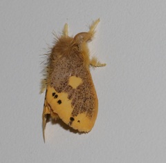 Euproctis quadrangularis