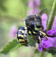 Anthidium manicatum