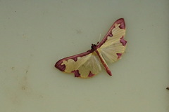 Cadarena pudoraria