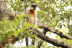 Trachypithecus pileatus