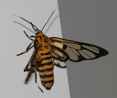 Amata grotei