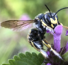 Anthidium manicatum