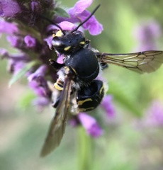 Anthidium manicatum