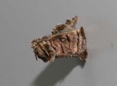 Orthocraspeda furva