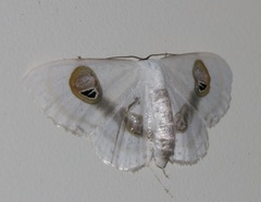 Problepsis conjunctiva