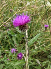 Centaurea debeauxii
