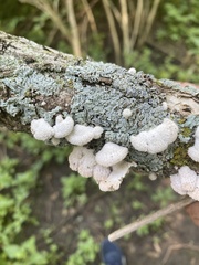 Schizophyllum commune