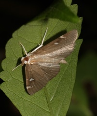 Protonoceras capitalis
