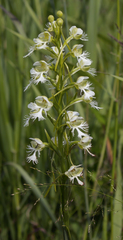 Platanthera leucophaea