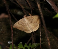 Hypopyra