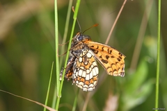 Melitaea parthenoides