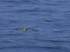 Calonectris