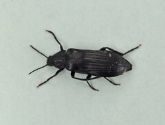 Melandrya dubia