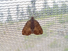 Hydriomena perfracta