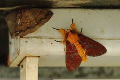 Mpanjaka gentilis