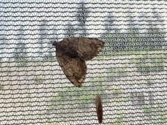 Hydriomena perfracta