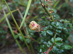 Rosa transmorrisonensis