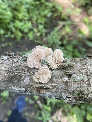Schizophyllum commune