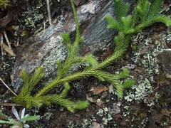 Lycopodium japonicum