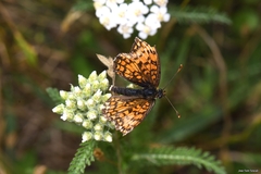 Melitaea parthenoides