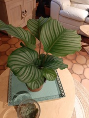 Goeppertia orbifolia