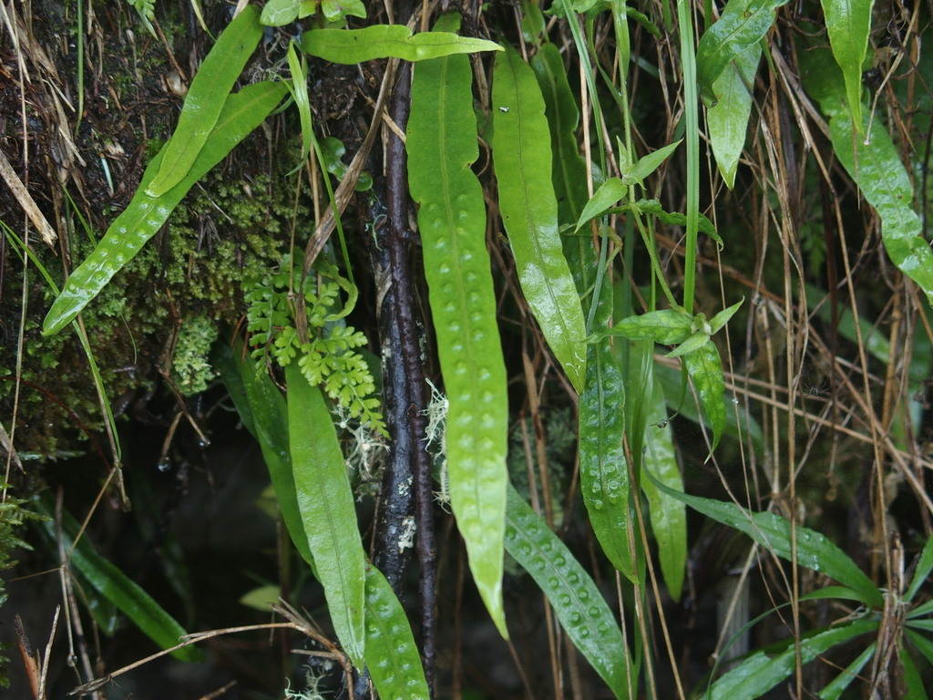 Lepisorus morrisonensis