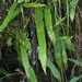 Lepisorus morrisonensis - Photo (c) Jerome Ko, algunos derechos reservados (CC BY-NC), subido por Jerome Ko