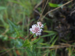 Persicaria runcinata