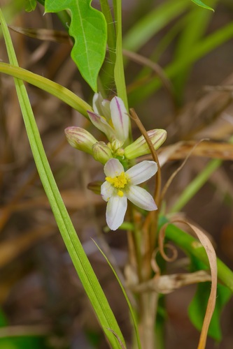 Walker's manihot (Manihot walkerae)