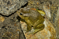 Duttaphrynus himalayanus