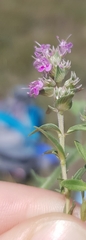 Thymus striatus